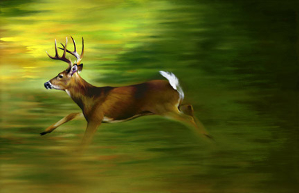 deer running